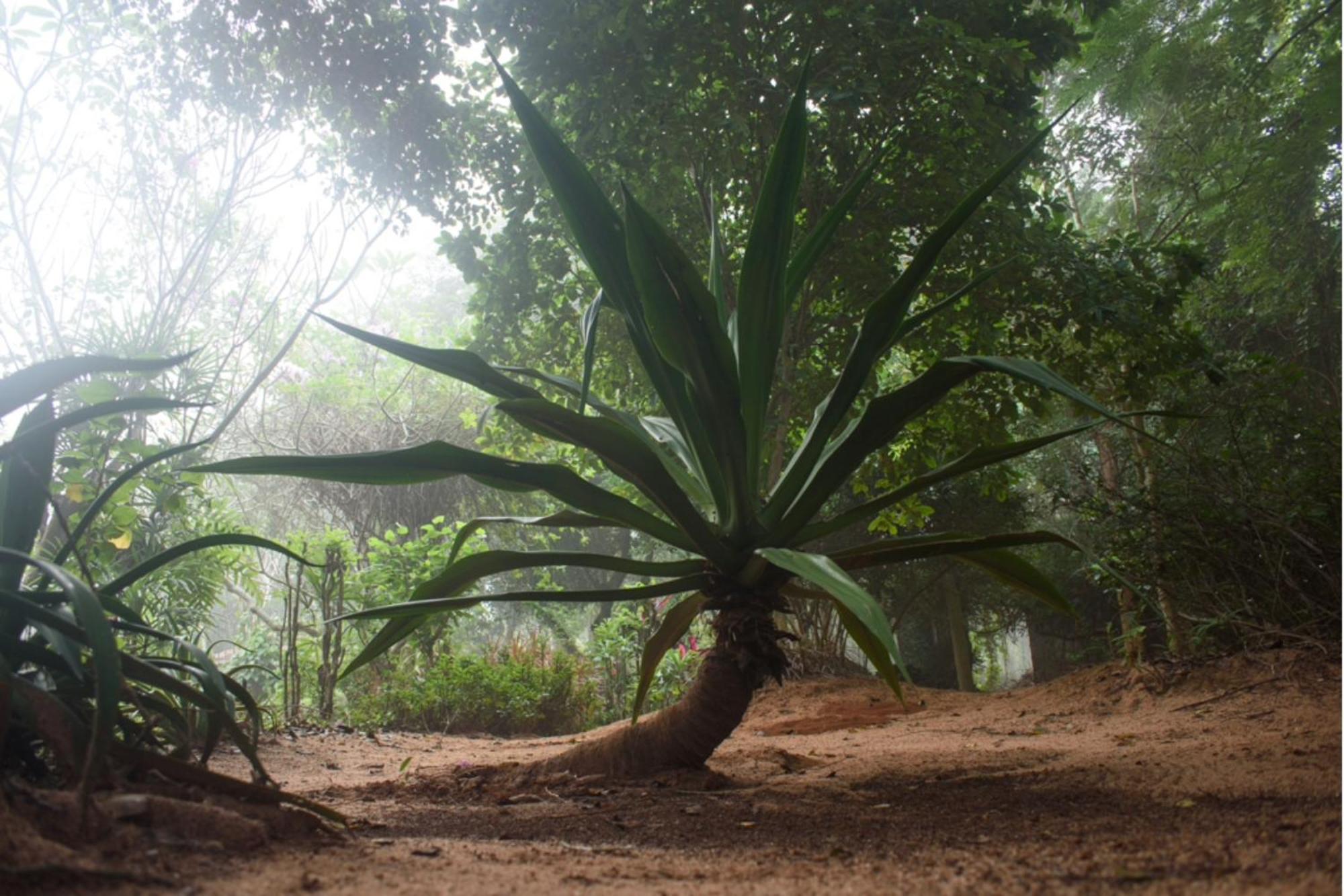 Gaia'S Garden Guest House Auroville Esterno foto